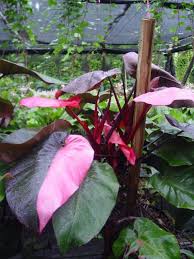 Philodendron Pink Princess Plants House Plants Indoor House Plants