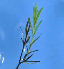 Image result for Najadaceae