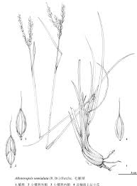 Image result for Alloteropsis semialata