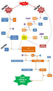 26 Best Clotting Cascade Images Hematology Medical