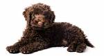 Mini Labradoodle - The Miniature or Toy Poodle Labrador ...