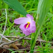 Image result for Siphonochilus kilimanensis