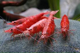 50 Elmo Cherry Red Shrimp Live Freshwater Shrimp Tropical Freshwater Fish Red Cherry Shrimp Freshwater Aquarium Shrimp