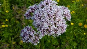 Image result for Valerianaceae