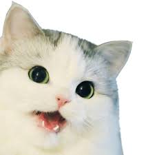 We provide millions of free to download high definition png images. N Word Cat Transparent Png N Word Cat Know Your Meme