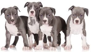 Blue Nose Pitbull Dog Breed Information And Owners Guide