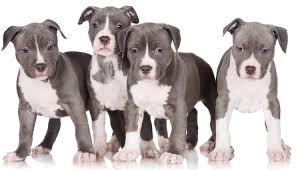 blue nose pitbull dog breed information and owners guide