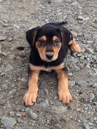 Australian cattle dogs are known to either have tan or white markings. New Zealand Huntaway Vs Australian Cattle Dog Breed Comparison