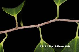 Image result for Embelia libeniana