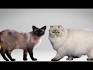 Do Siamese Cats Get Along with Other Cats? | Siamese of Day