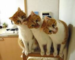 Aro Kedi Kumu Yorum Metro Market Kedi Kumu Suzionline