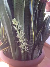 Peygamber kilici benim tabirimle agzi var dili yok cinsten. Kilic Cicegi Icin 12 Fikir Bitki Bahce Bitkileri Saksi Bitkileri