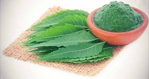 Image result for neem tree