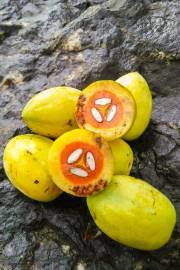 Image result for Pachylobus edulis