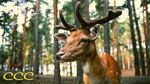 Animal Life In The Forest Hidden Lives Of Forest Animals In The Wild Youtube