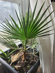 Image result for Washingtonia