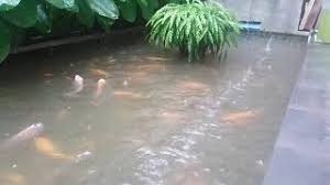 Namun, kolam ikan minimalis ini tidak mengikuti aturan main pada umumnya. Kolam Ikan Belakang Rumah Infoakuakultur Cute766