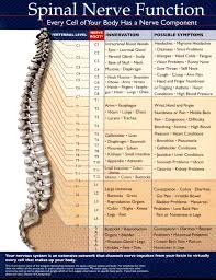 vertebral misalignment and the corresponding organs