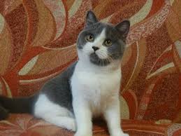 Blue And White Bi Colour British Shorthair Kitten