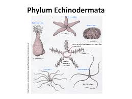 Phylum Echinodermata