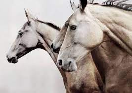 Pin Jesikahdillon Horses The Scorpio Races Animals