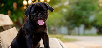 Pug Kopegi Fiyatlari Hakkinda Onemli Bilgiler