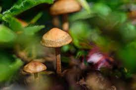 Psilocybin New Scientist