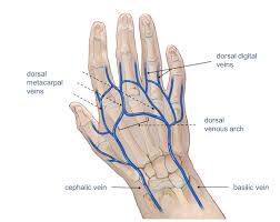 Image result for Normal Anatomic Position of the Hand and Wrist