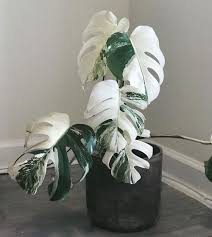How To Care For A Monstera Deliciosa That Planty Life House Plants Plants Plant Goals