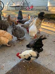 Think you know a lot about halloween? The Ultimate Chicken Quiz Backyard Chickens Learn How To Raise Chickens