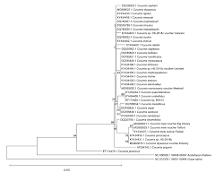 Image result for Cucumis bryoniifolius