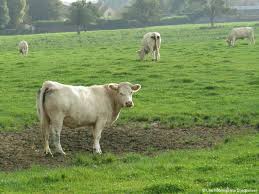 Cela représente une augmentation de +0,6% par rapport à l'année 2018. Petit Caux Le Prix Des Terres Agricoles A Augmente De 3 En 2013 Les Informations Dieppoises