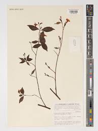 Image result for Mostuea brunonis