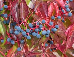 Image result for Parthenocissus quinquefolia