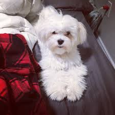 Beautiful f1 apricot colored female maltipoo puppy for sale. Teacup Maltipoo For Sale Craigslist Off 73 Www Usushimd Com