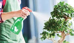 Bonsai çiçeği ve bonsai ağacı aynı anlama gelmektedir. Bonsai Agaci Bakimi Ve Yetistiriciligi Nasil Yapilir Bonsai Rehberi