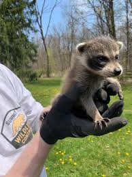 Baby Raccoons In Your Home Summit Wildlife Control