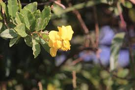 Image result for Crotalaria incompta