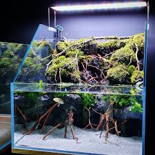The Axolotl Love His New Paludarium Tank