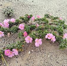 Image result for Monsonia glauca