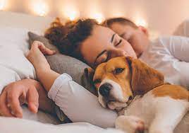 Is It A Bad Idea To Let Your Dog Sleep In Your Bed Memd Blog
