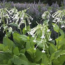 Image result for Nicotiana