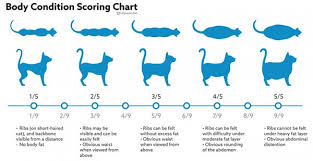 Your vet should regard 7.7 kg as a reasonable. Obesity In Cats Vca Animal Hospital