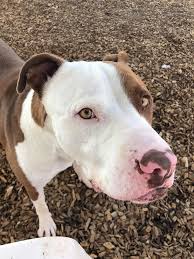 Albuquerque veterinarian and journal columnist dr. Here Are Some Cuties From Our Westside Albuquerque Animal Welfare Facebook