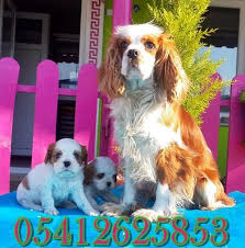 Cavalier King Charles Yavrular King Charles Cavalier King Charles Cavalier