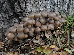 Image result for Mellera lobulata