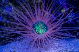 Image result for Aneilema nyasense