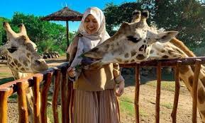 We would like to show you a description here but the site won't allow us. 10 Gambar Taman Safari Prigen Agustus 2021 Harga Tiket Masuk Peta Alamat Video Wisata Pasuruan Jejakpiknik Com