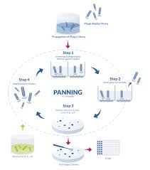 A cdna library is a combination of cloned cdna (complementary dna) fragments inserted into a collection of host cells, which together constitute some portion of the transcriptome of the organism. Antikorper Phagen Display Services Ab 8 900 In Weniger Als 2 Monaten Proteogenix