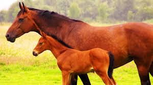 Les Animaux De La Ferme Le Cheval Youtube Cheval is an old inventor of items designed for use in water, living south of lynna village in the past. les animaux de la ferme le cheval